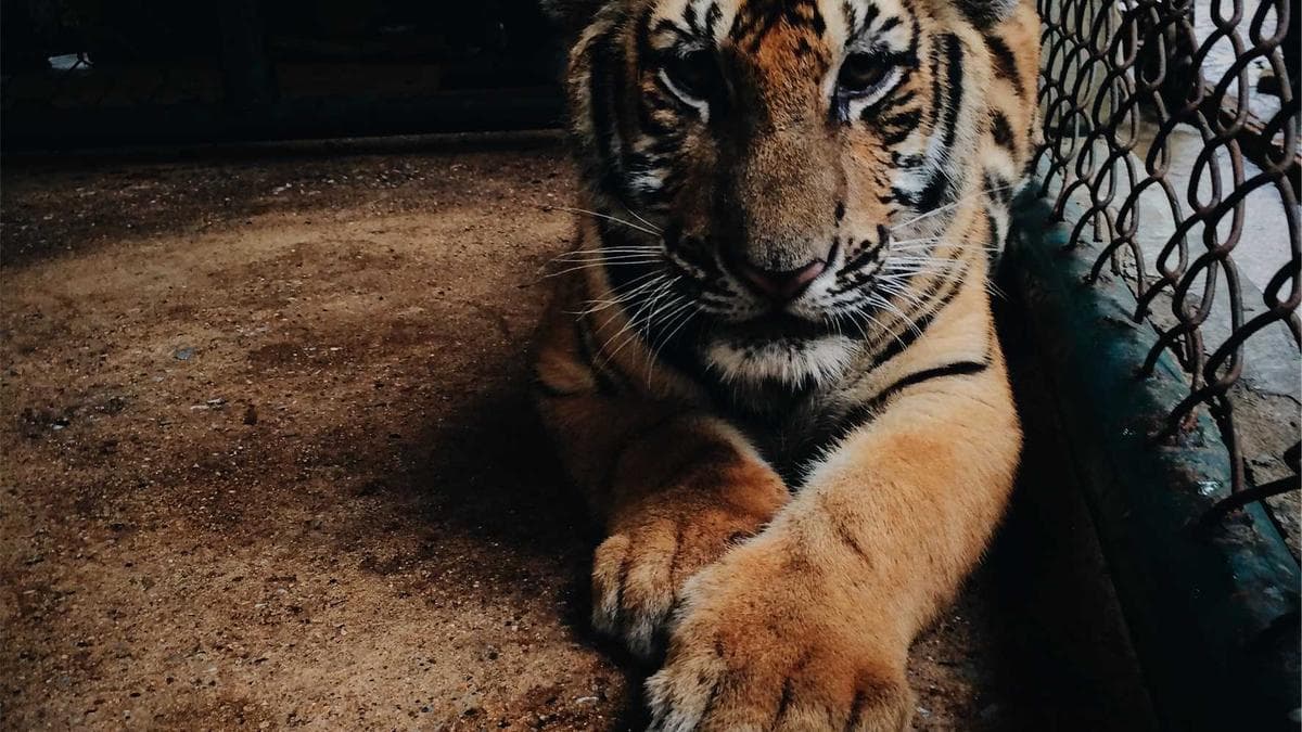 Ghana's Poultry Sector at Risk from Cheap Imports and Rising Feed Costs