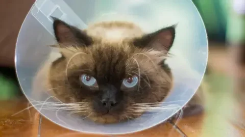 Getty A cat with a plastic collar rests on a wooden floor. The cat has chocolate fur and big blue eyes.