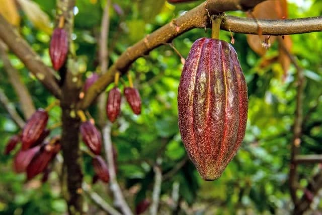 Ghana Business Outlook: Cocoa Sector Secures Billions in Financing as Economic Confidence Doubles and Remittances Hit $7.8bn