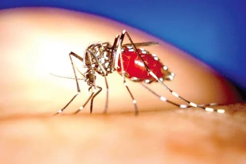 US to Deploy 'Guardian' Spatial Repellent Technology to Protect 60 Million from Malaria