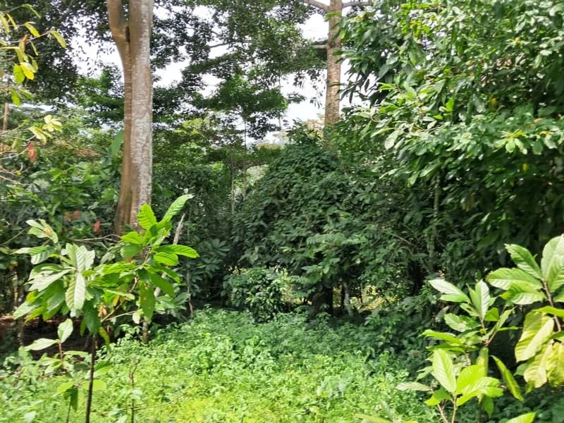 African Youth and Rural Communities Take Lead in Transforming Forestry Through Innovation and Biodiversity Value Chains