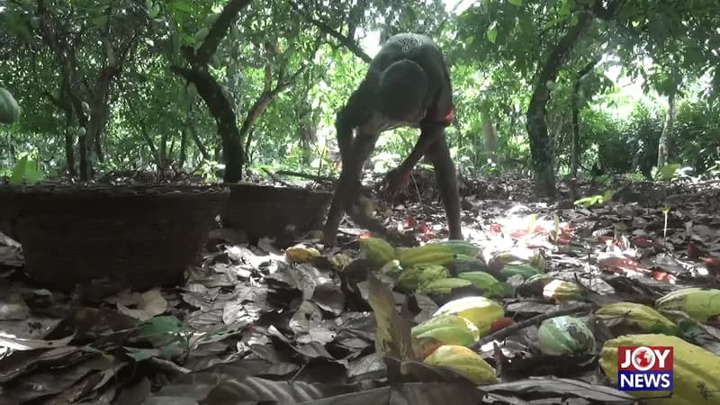 CHRAJ Warns Child Labour Crisis Leaves Over 458,000 Ghanaian Children Out of Classrooms