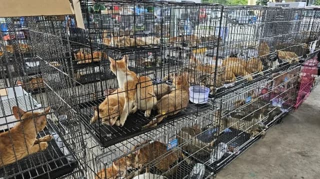 Vietnamese Authorities Rescue 400 Stolen Cats and Arrest Nine in Feline Theft Ring Crackdown
