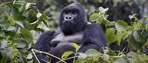 Francis Addae Arrested for Human Remains Possession in Sefwi Atronsu as Religious and Conservation Debates Emerge