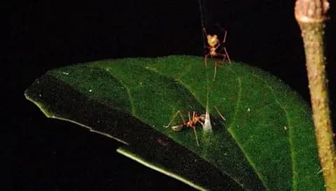 Ajay Narendra, Pranav Joshi, Daniele Liprandi, Gregory J Anderson, Jonas Wolff/Macquarie University A green ant is pictured approaching the trap set on a green leaf, with the ballista spider waiting above
