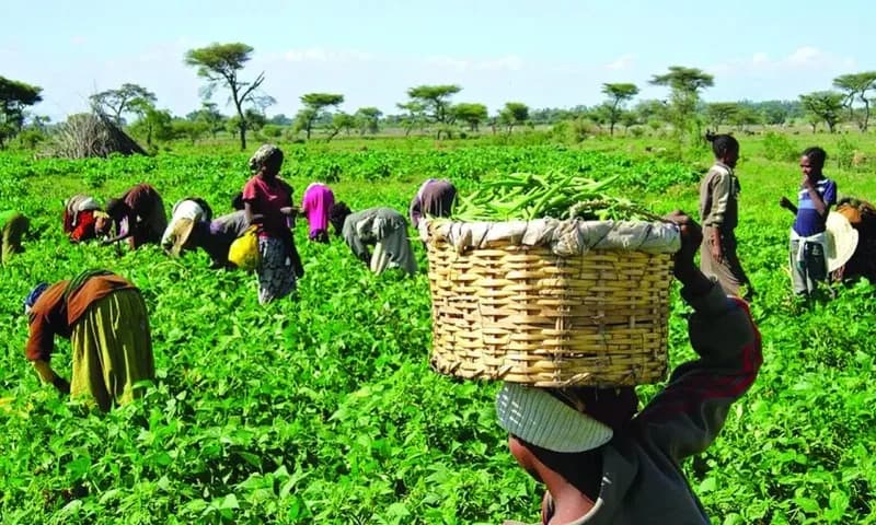 Ministry of Food and Agriculture to Launch 42nd National Farmers’ Day Amid Calls for Year-Round Water Harvesting