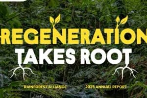 Ghana Plants 1.3 Million Trees and Expands Sustainable Cocoa Landscapes, Rainforest Alliance Reports