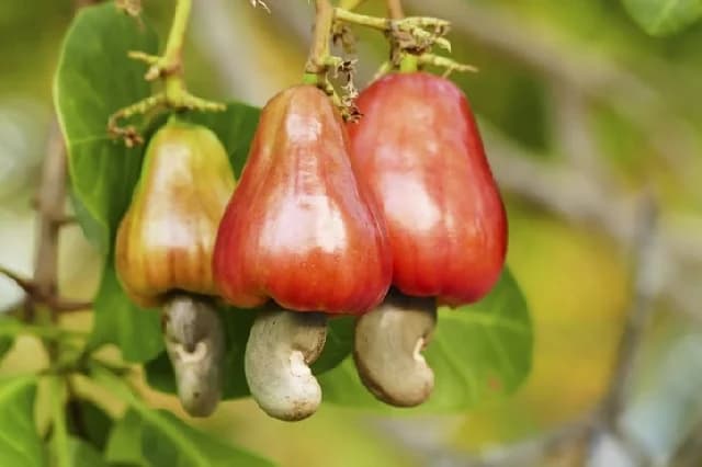 Ghana Adjusts Agricultural Strategy as Cocoa Growth Slows and Cashew Council Sets New Leadership