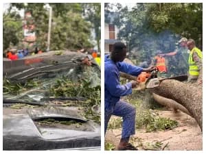 Fallen Tree Crushes Multiple Vehicles on 37–Kawukudi Road, Causing Severe Traffic Disruptions