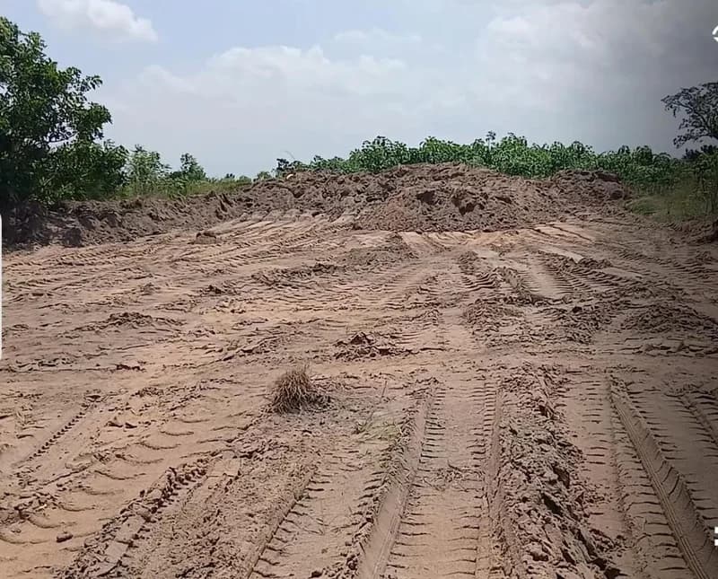 Ghana’s Food Security Threatened by Rising Striga Infestation and Illegal Sand-Winning Activities