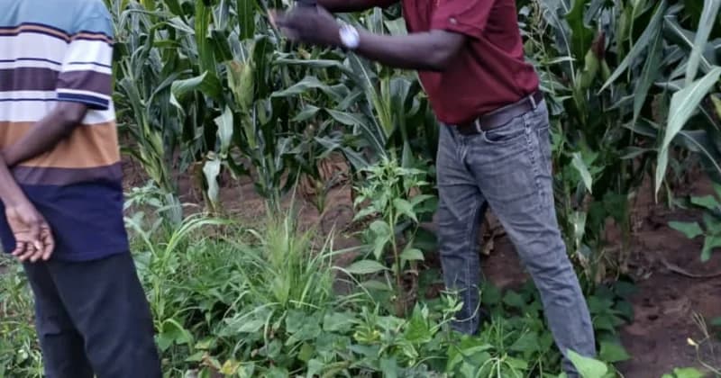 Deputy Minister John Dumelo Forecasts Sharp Decline in Tomato Prices as Agriculture Sector Eyes Structural Reforms