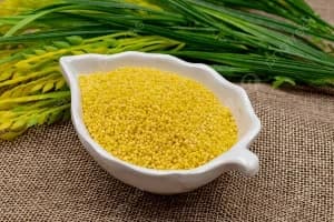 Millet: The Ancient, Climate-Resilient Grain Powering Global Food Security