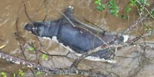 Zambian Authorities Warn Against Wildlife Meat Consumption Following Deadly Anthrax Outbreak