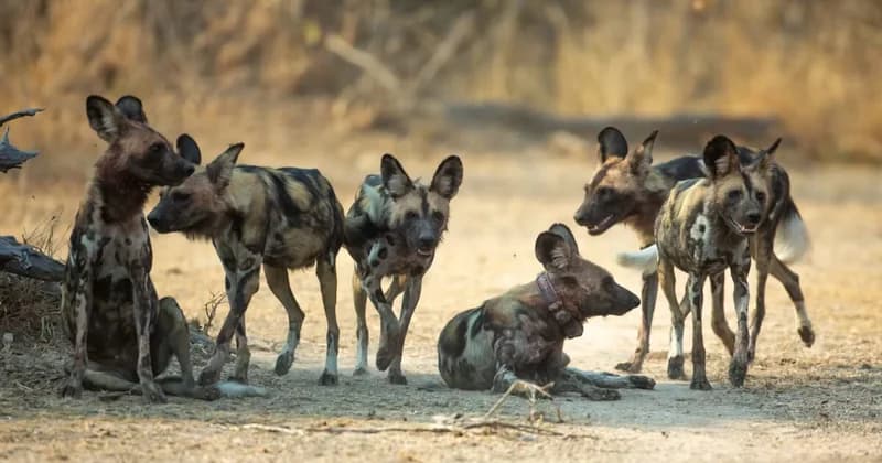 Three African Wild Dog Brothers Record Longest Dispersal with 4,126-Kilometre Trek Across Zambia