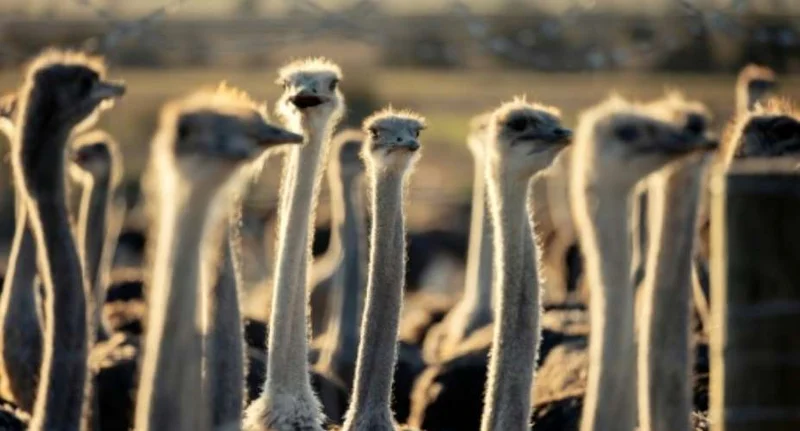 Tanzania Investigates Mass Lion Poisoning as Report Exposes Animal Cruelty in South Africa’s Ostrich Industry