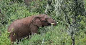 African Elephants in Kenya Observed Using Medicinal Plants to Self-Medicate and Treat Family Members