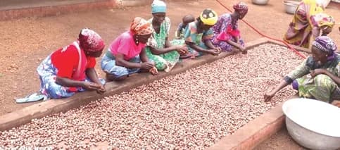 Some women working at the Tiyumtaba Shea Processing Factory