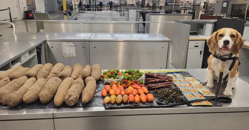 U.S. Customs Dog Rowdy Intercepts 72 Pounds of Prohibited Ghanaian Food at JFK Airport