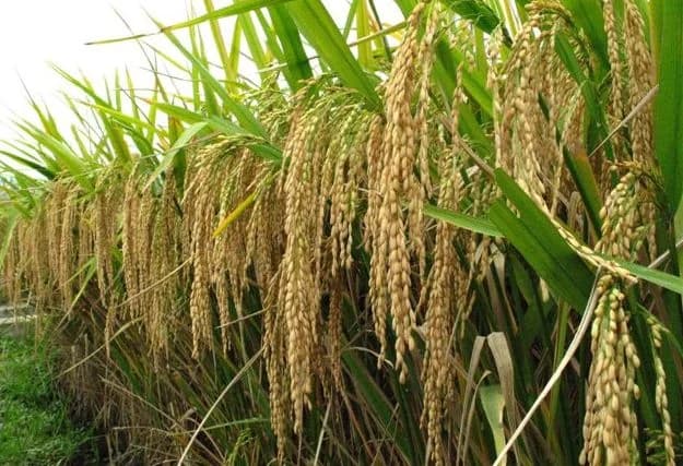 Eric Opoku launches $18.8m REWARD project for rice self-sufficiency