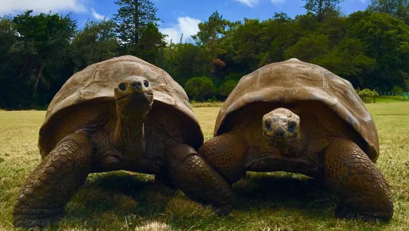 Two giant tortoises stand side-by-side in an open grassy field under a bright sky. The image focuses on the ancient animals, showcasing their large domed shells and thick, textured legs in a natural setting with a background of lush green trees.