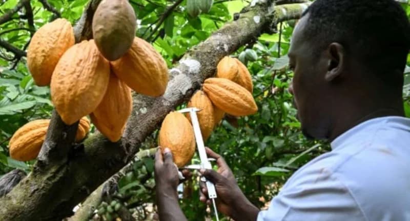 Ivory Coast scientists develop 11 drought-resistant cocoa varieties