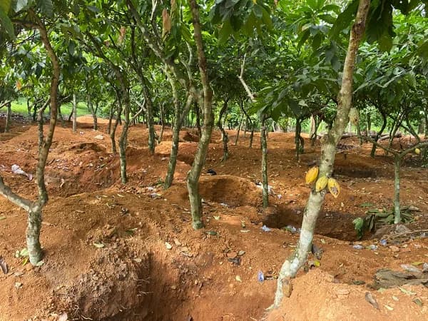 Why the fight against illegal mining must begin with protecting the land that sustains Ghana’s cocoa industry