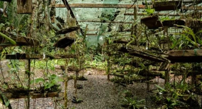 Botanists discover ten new plant species annually in Gabon's rainforests