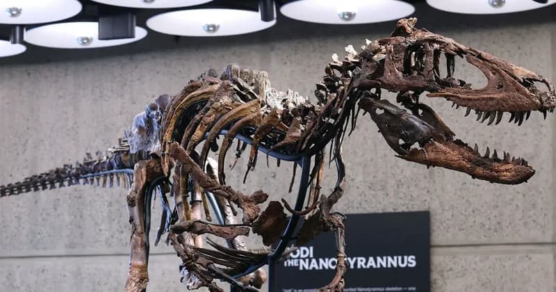 Sotheby’s sells Nanotyrannus skeleton for $47.3m in New York