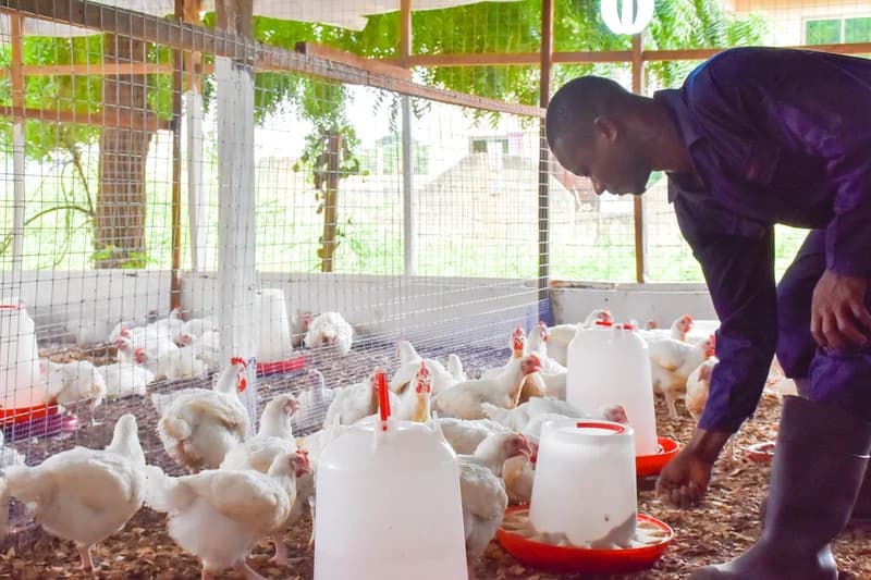 Greater Accra Poultry Farmers Association warns of festive price hikes