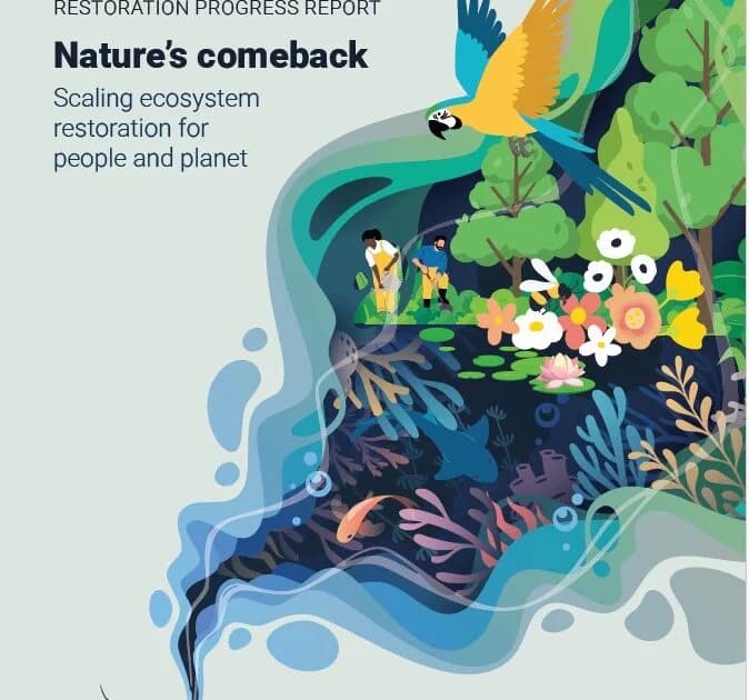 United Nations reveals restoration efforts reached 252 million hectares
